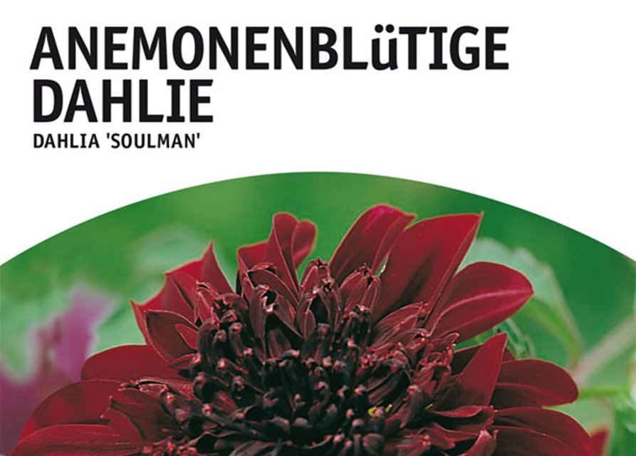 Dahlien Soulman x1