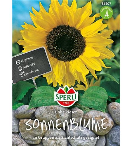 Sonnenblume Hohe Riesen