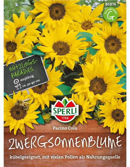 Sonnenblumen Pacino