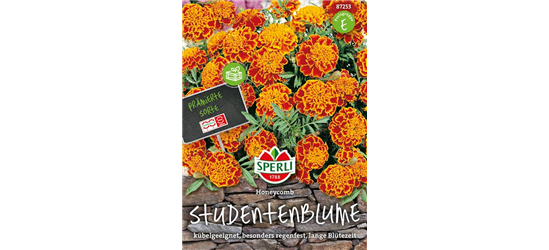 Studentenblume Honeycomb