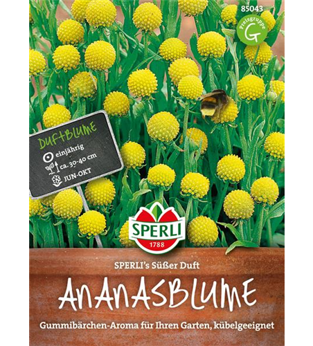 Ananasblumen Süßer Duft