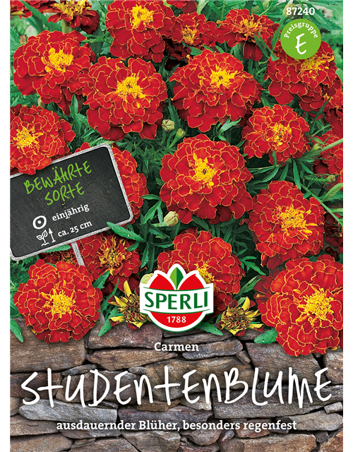 Studentenblumen Carmen