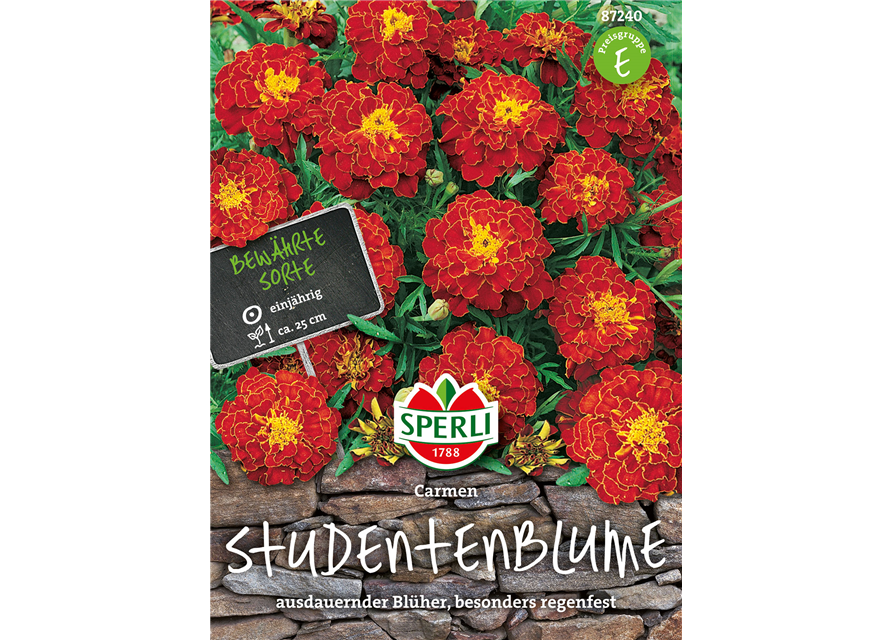 Studentenblumen Carmen