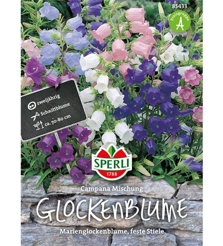 Glockenblume 