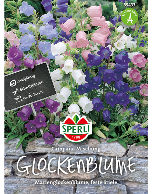 Glockenblume 