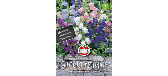 Glockenblume 