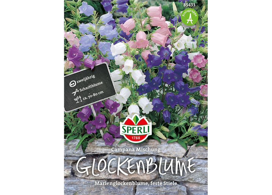 Glockenblume 