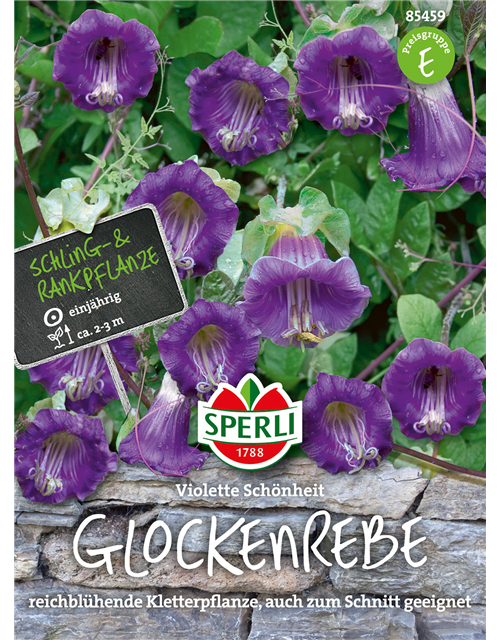 Glockenrebe Violette Schönheit