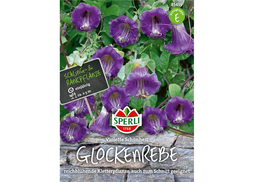 Glockenrebe Violette Schönheit