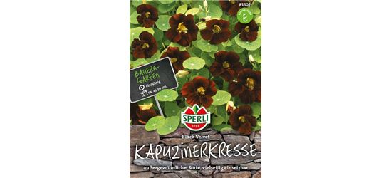 Kapuzinerkresse Black Velvet