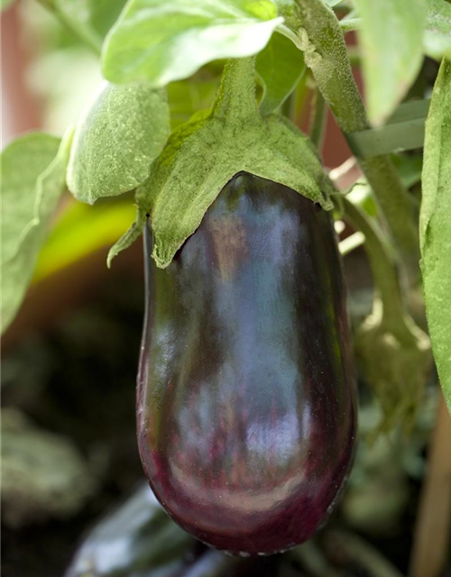 Aubergine Classic