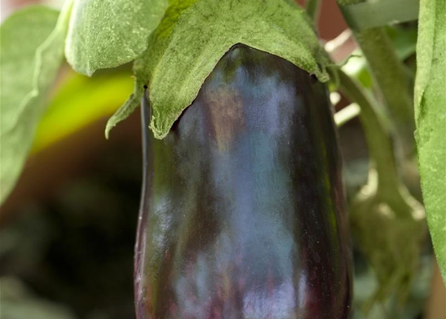 Aubergine Classic