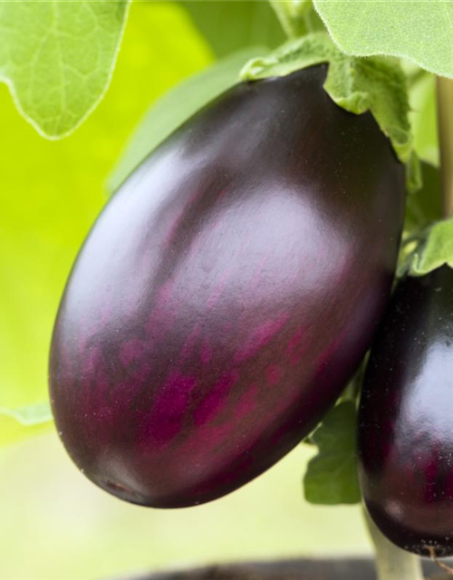 Aubergine Classic