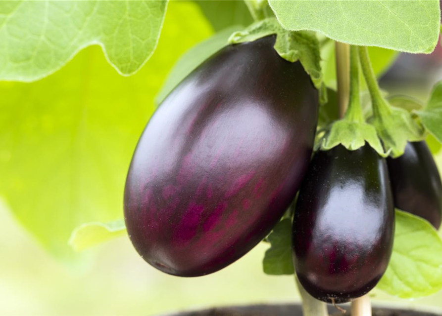 Aubergine Classic