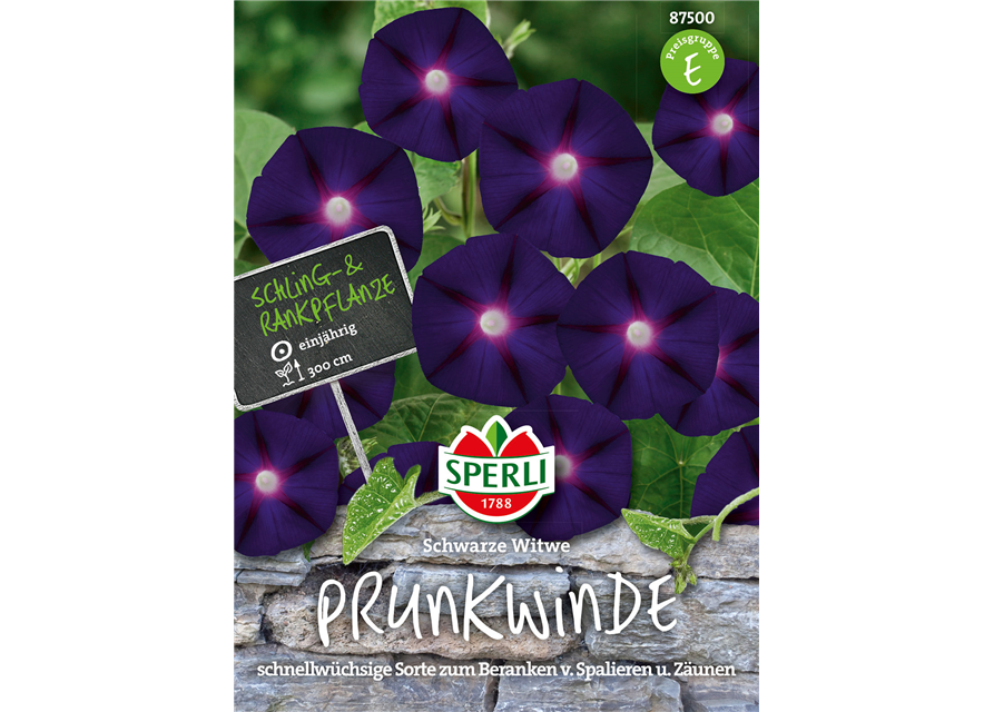 Prunkwinde Schwarze Witwe