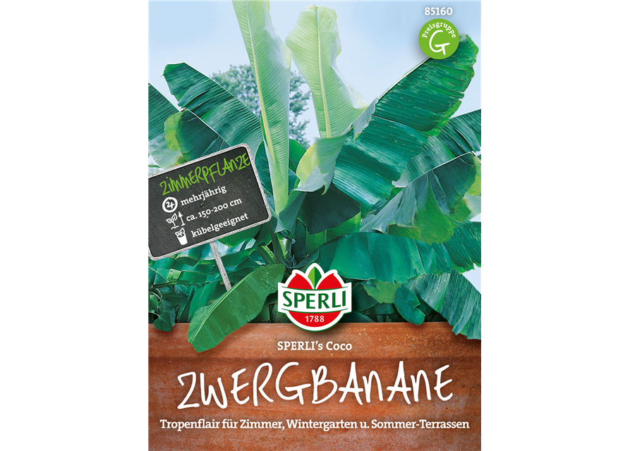 Zwergbanane Coco