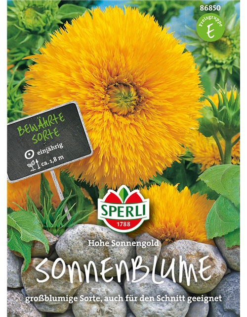 Sonnenblume Hohe Sonnengold