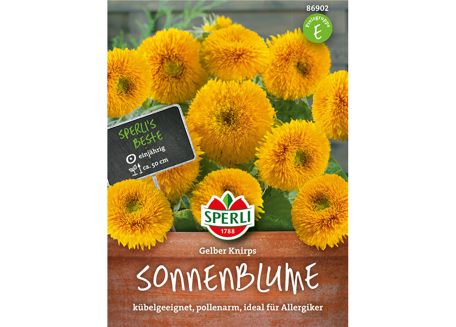 Sonnenblumen Gelber Knirps