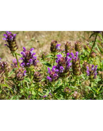 Braunelle Wiesenpflanze