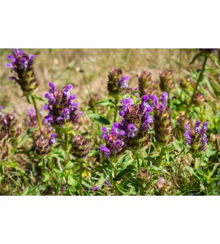 Braunelle Wiesenpflanze