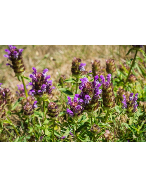 Braunelle Wiesenpflanze