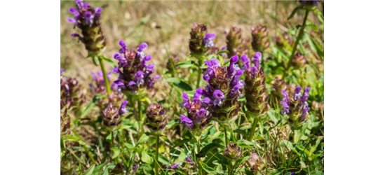 Braunelle Wiesenpflanze