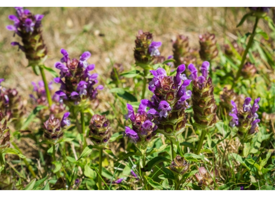 Braunelle Wiesenpflanze