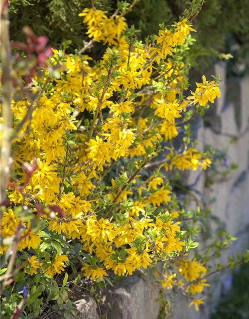 Forsythienzweige