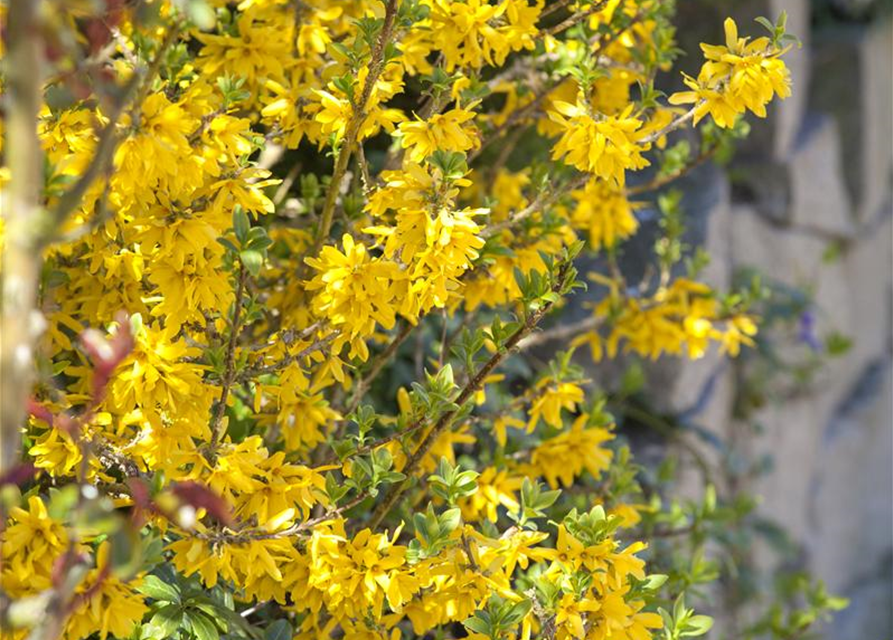 Forsythienzweige