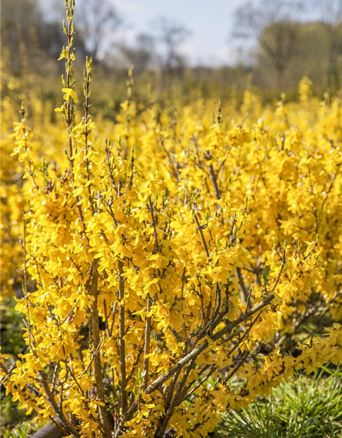 Forsythienzweige