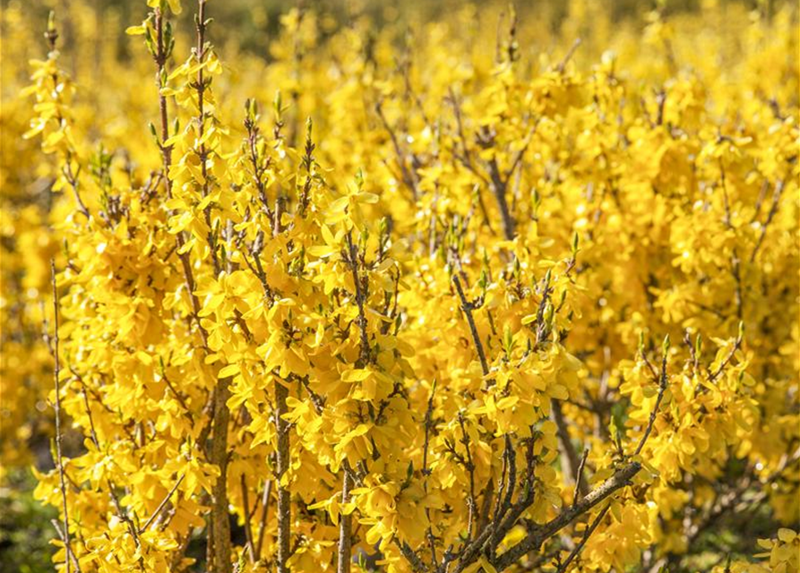 Forsythienzweige