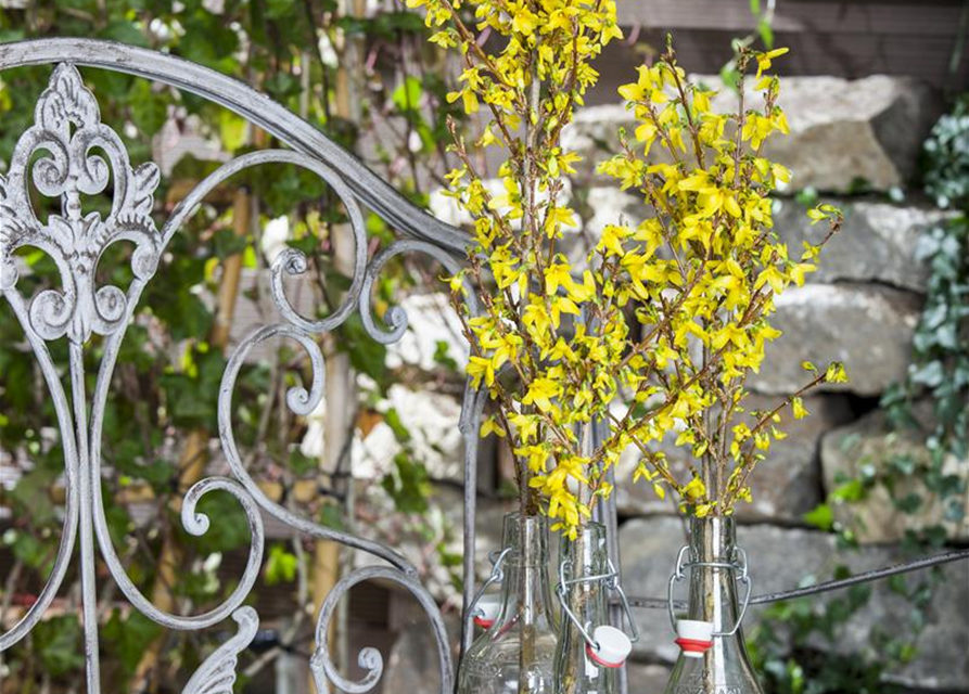 Forsythienzweige