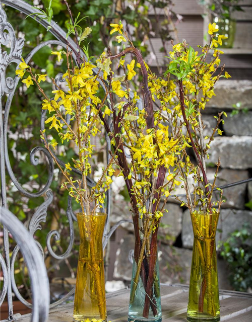 Forsythienzweige