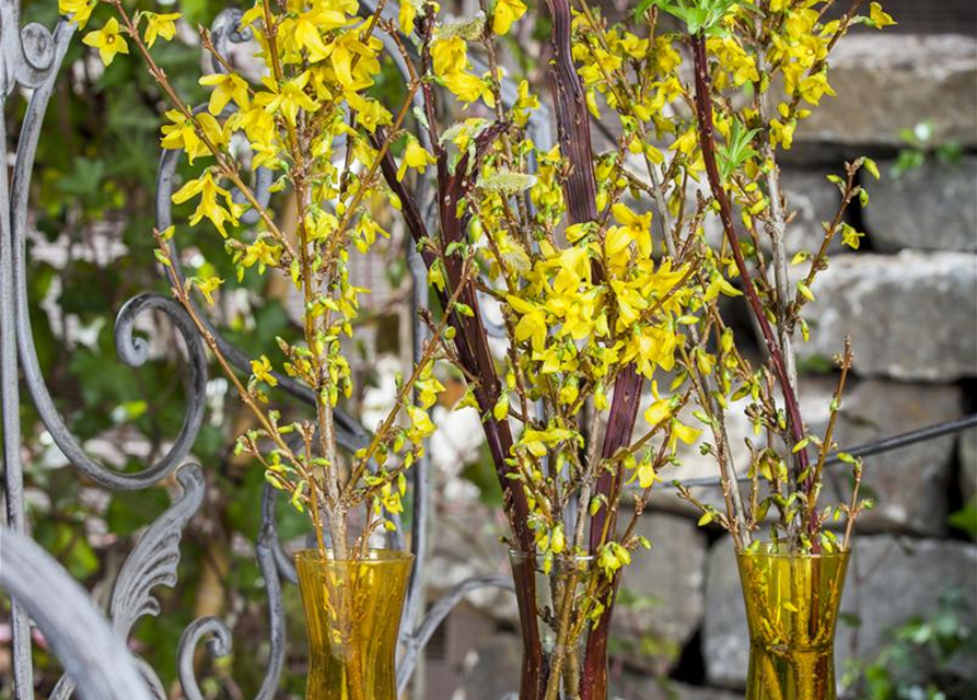 Forsythienzweige