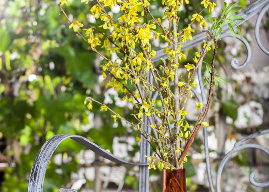 Forsythienzweige