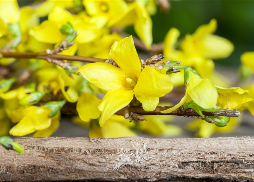 Forsythienzweige