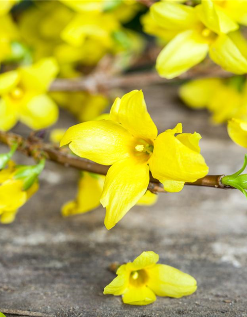 Forsythienzweige