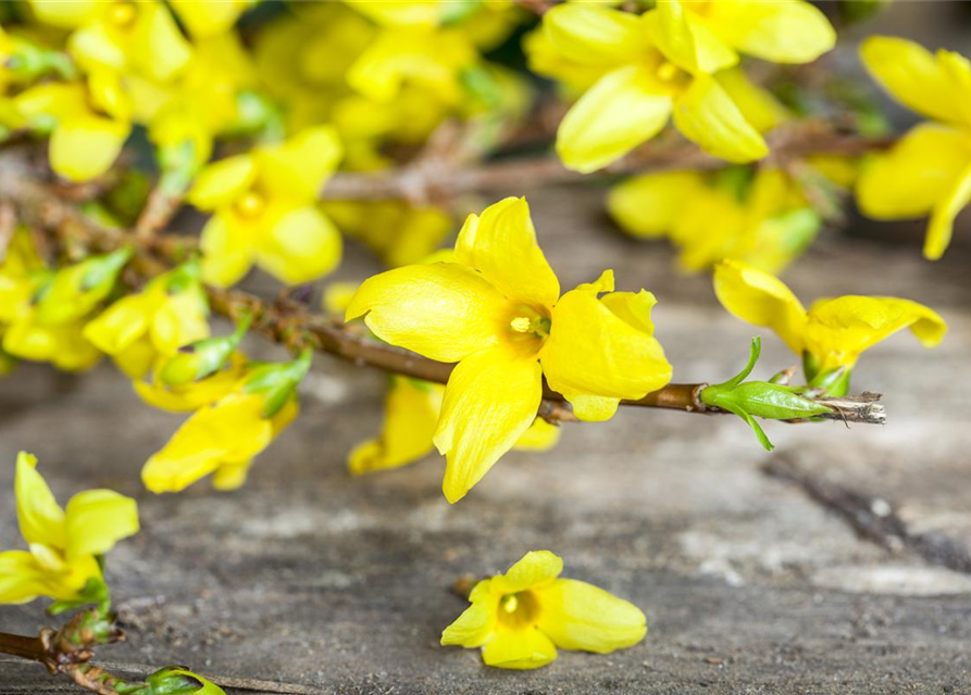 Forsythienzweige