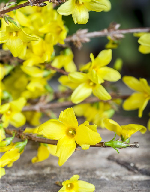 Forsythienzweige