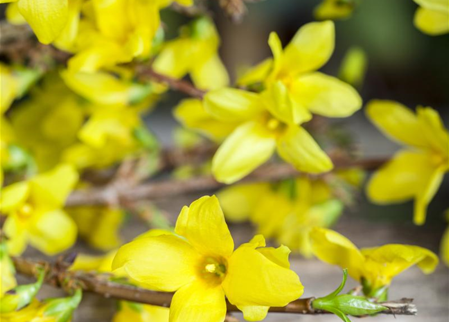 Forsythienzweige