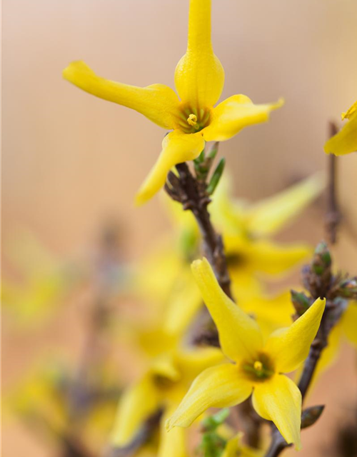 Forsythienzweige