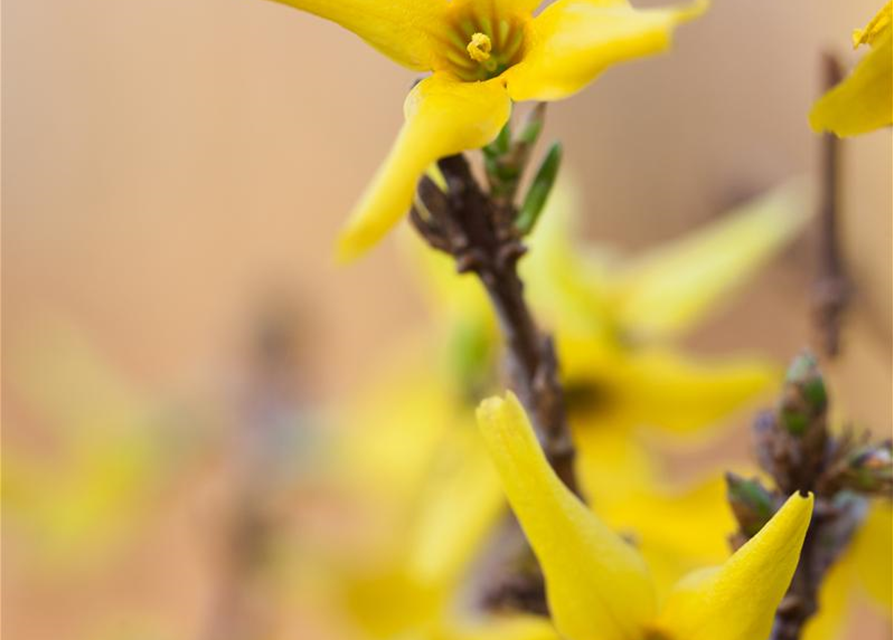 Forsythienzweige