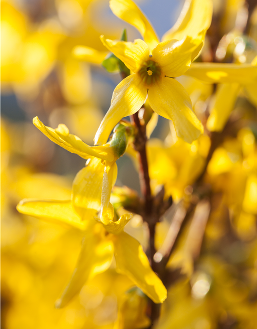 Forsythienzweige