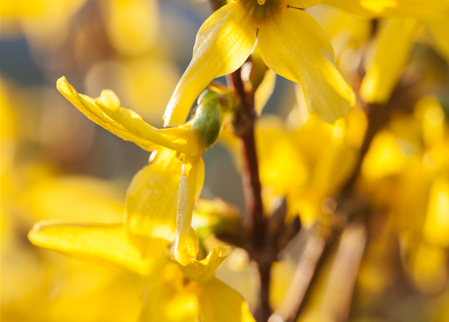 Forsythienzweige