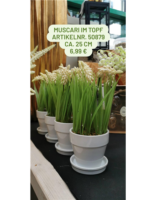 Muscari im Topf