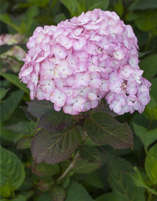 Gartenhortensie