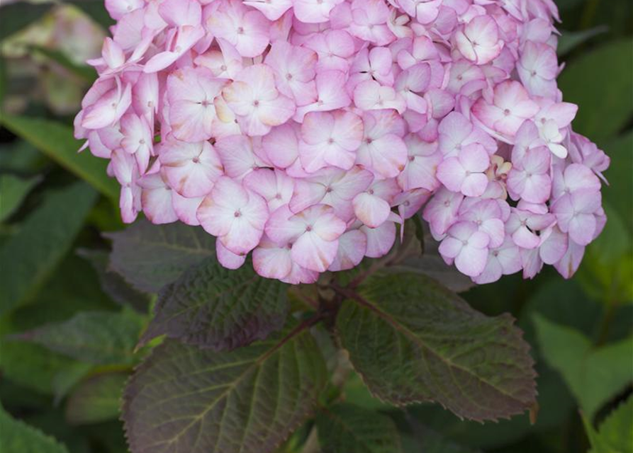 Gartenhortensie