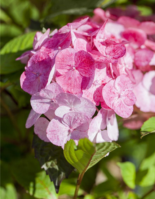 Gartenhortensie