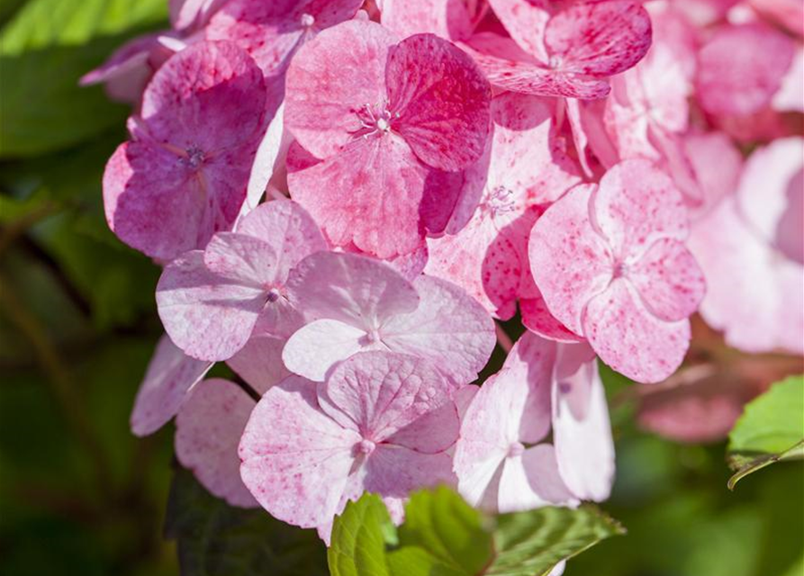 Gartenhortensie