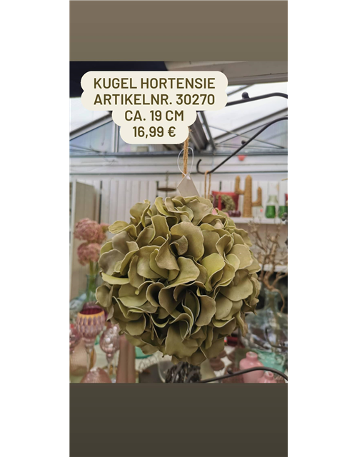 Kugel Hortensie